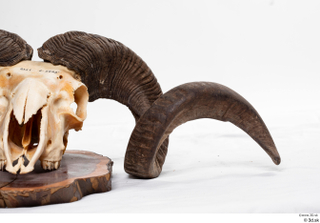 Skull Mouflon Ovis orientalis head horns skull 0007.jpg